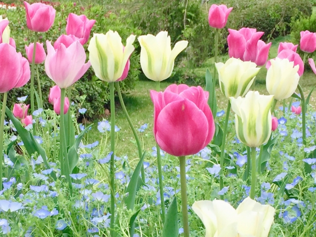 通信制高校から偏差値70の大学に進学できる？難関大を目指せる理由を解説